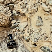 War and Peace Part II Areej Le Doré perfume - a fragrance for