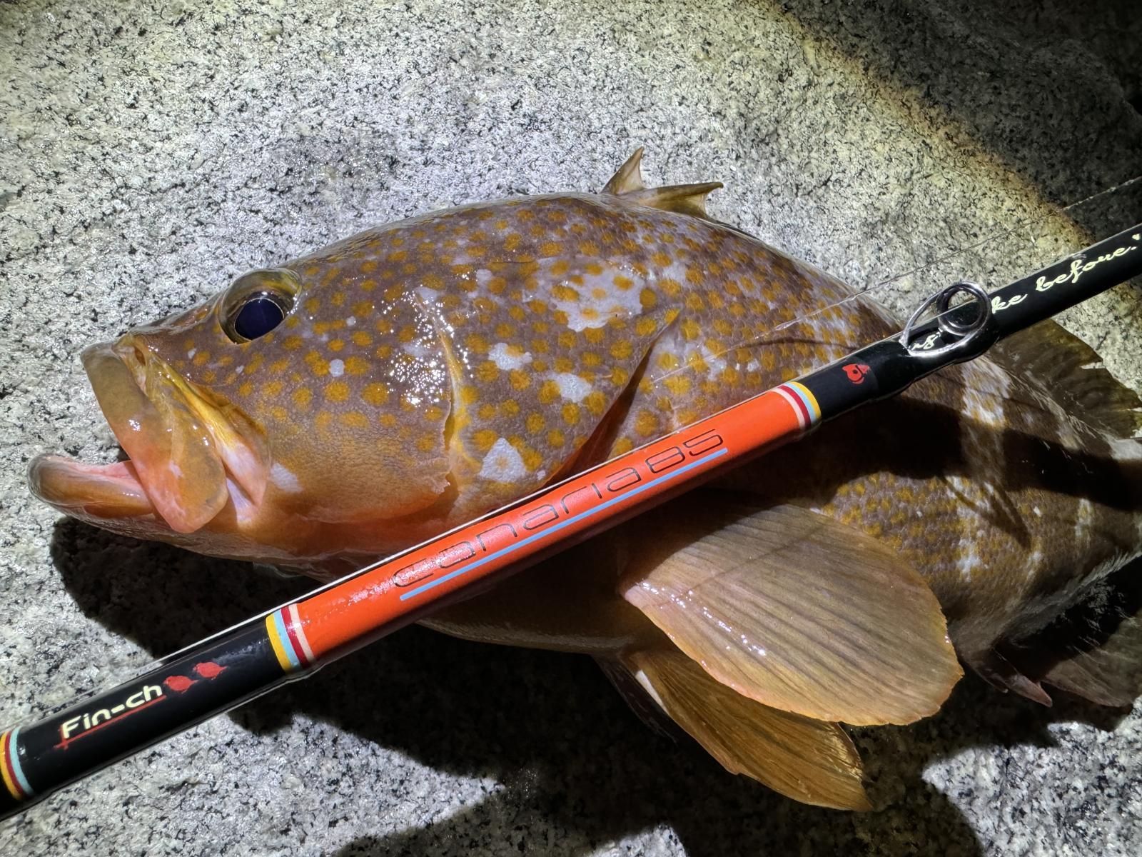 CANARIA COCO85(カナリア ココ85) - Fin‐ch