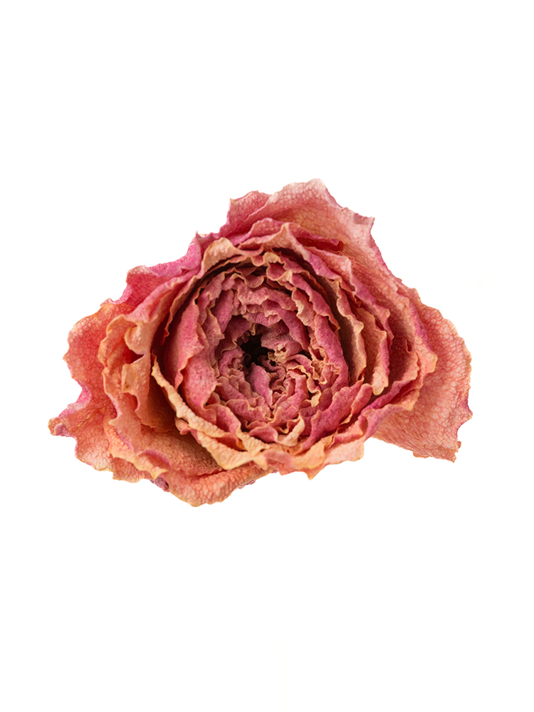 ドライ】バラ(ピンク) 品種おまかせ【40cm】｜Flower Smith Market