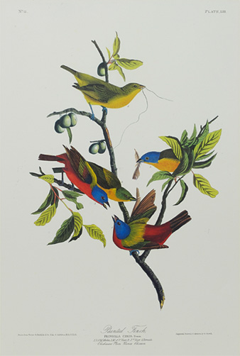 オーデュボン展 - オーデュボンの描いたアメリカの鳥たち ｜ NOEVIR