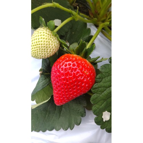 栃木県産ファーム大越 宇南プレミアムいちご(とちあいか) 280g Green