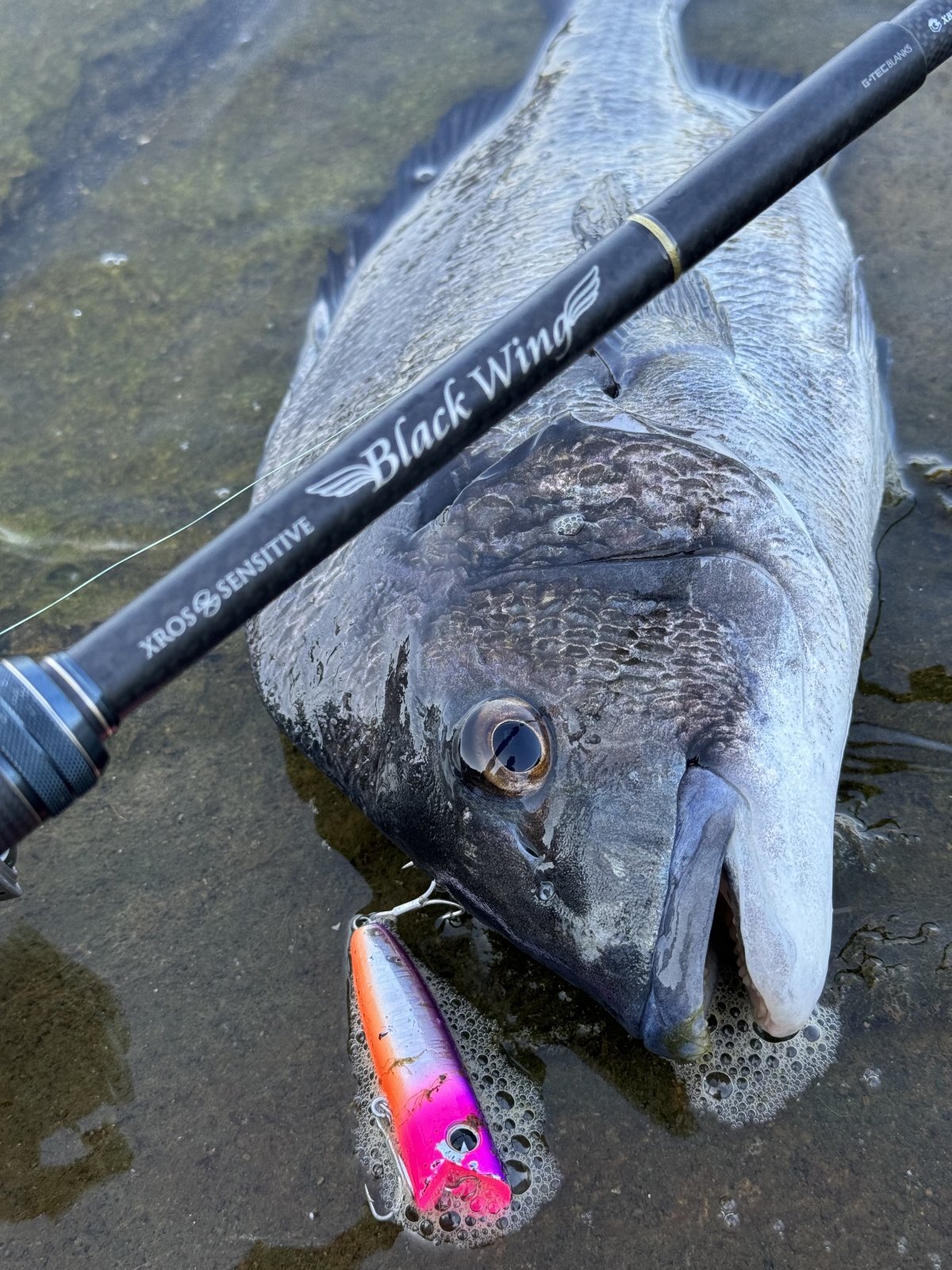 BlackWing XBWC-66 The