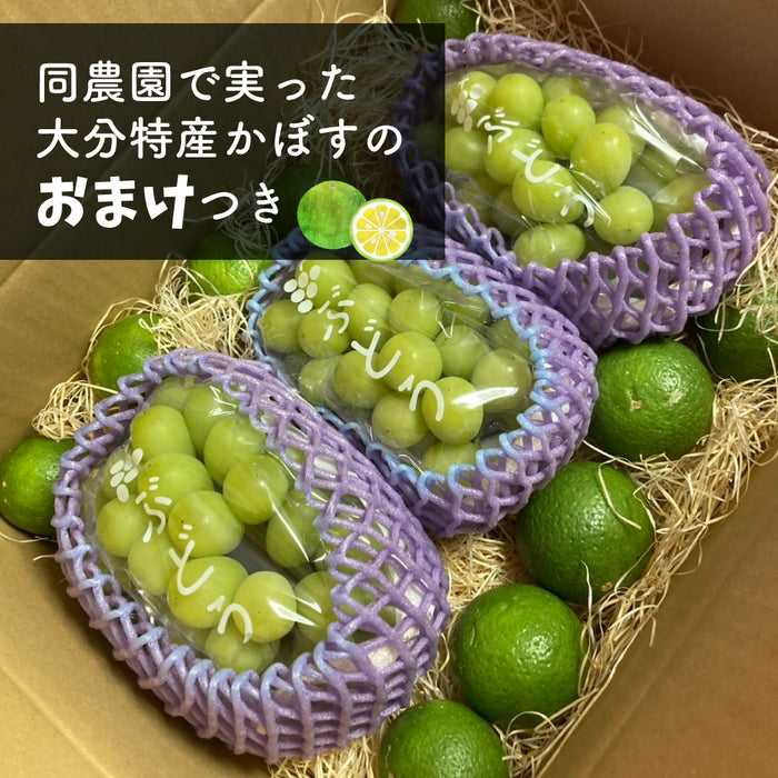 ご家庭用【訳あり】SUNマルシェ／シャインマスカット1kg — HANAEMU marché