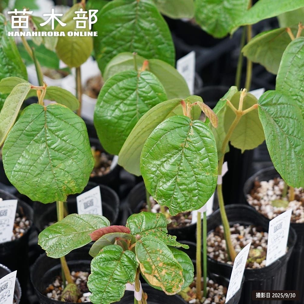 シャープブルー サザンハイブッシュ系 ブルーベリー 苗 通販 苗木部