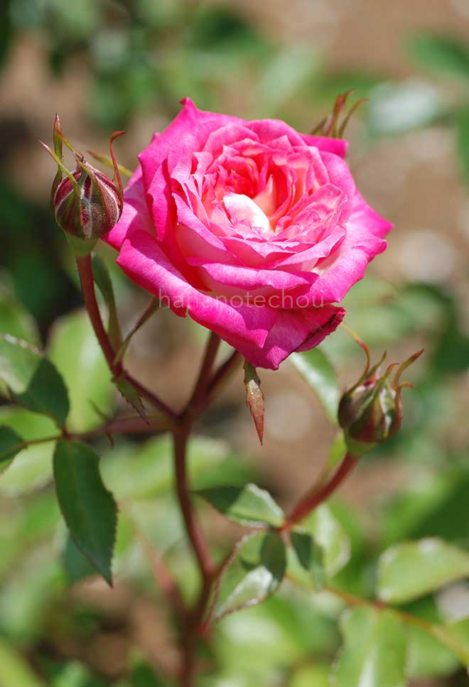 バラ シャンビラン｜ROSE Schanbiran｜花の手帖のwebバラ図鑑