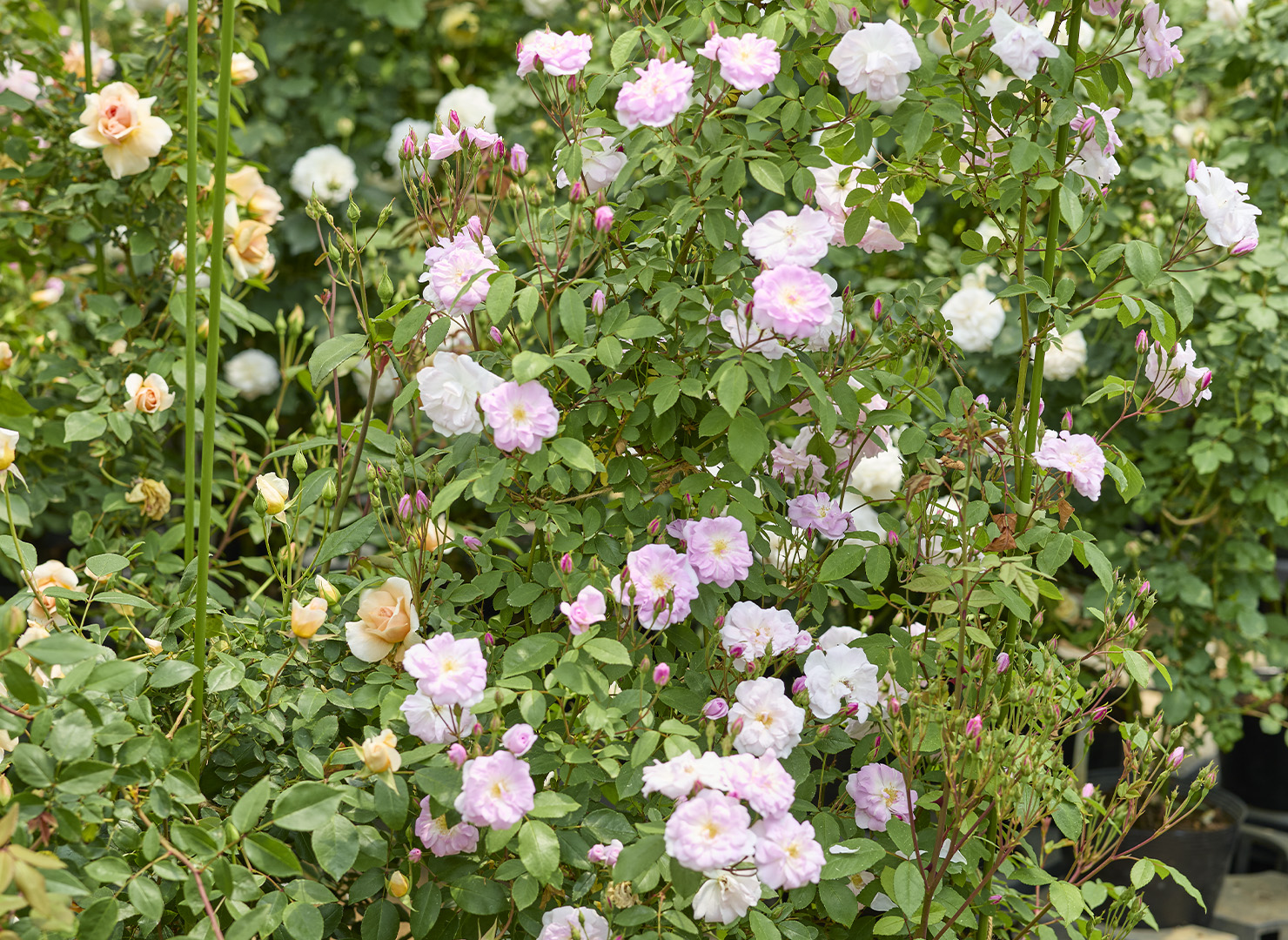 シャンプニーズ ピンク クラスター – Champney's Pink Cluster | 姫