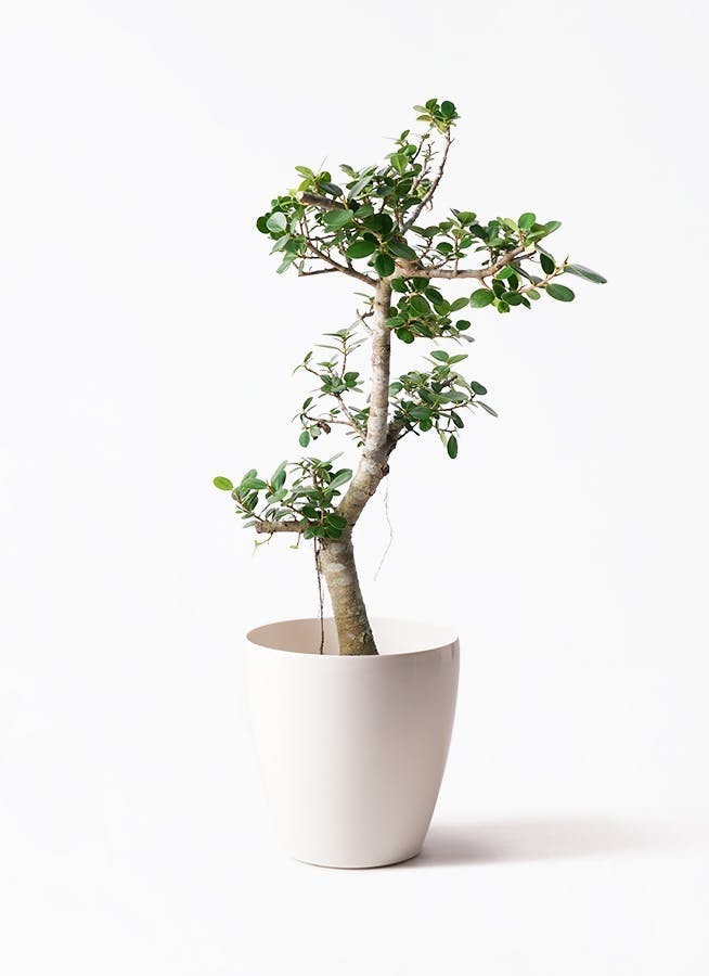 パンダ ガジュマル | 観葉植物通販HitoHana(ひとはな)