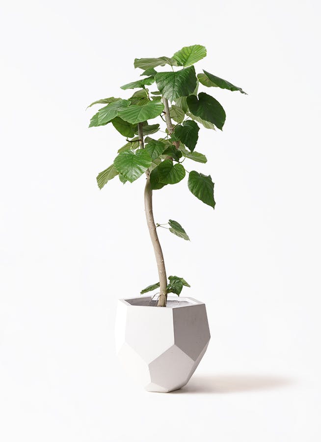 観葉植物 フィカス ウンベラータ 8号 曲り ポリゴヘクサ 白 付き