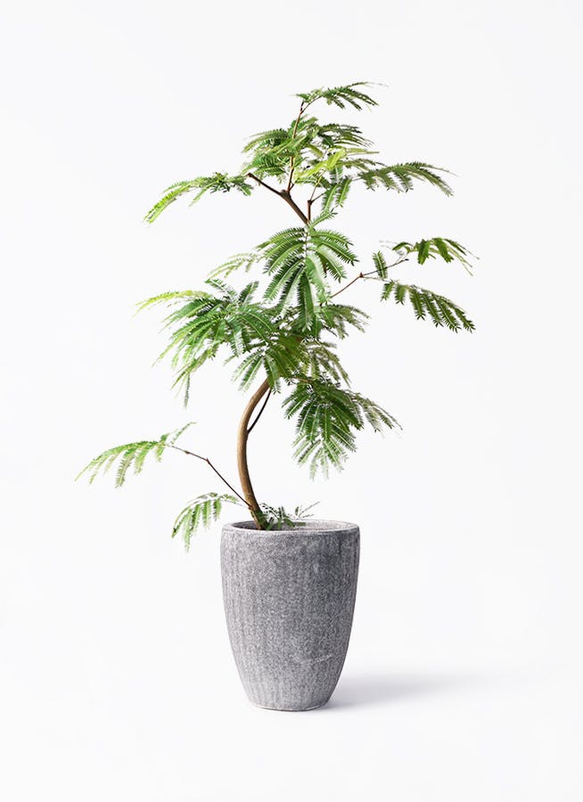 エバーフレッシュ 8号 | 観葉植物 | インテリアやギフトに - Hitohana