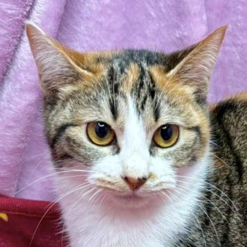 保護活動者：しあわせにゃんこ(東京都江戸川区)｜ハグー -みんなの