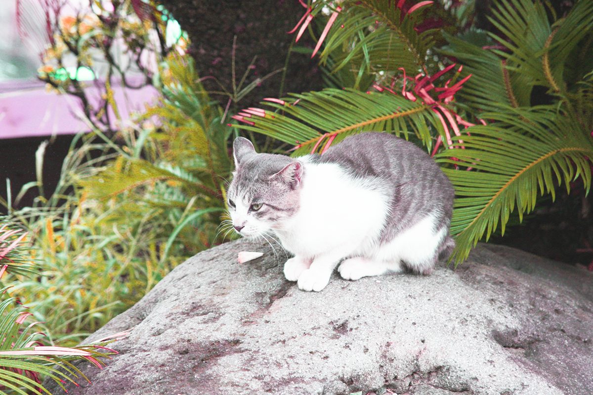 石の上にも三年」は誤用に注意！正しい意味や使い方を解説 | HugKum