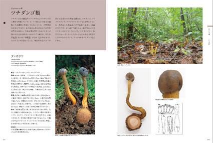 やっぱりすごい！専門図鑑『冬虫夏草生態図鑑』 - 図鑑.jp