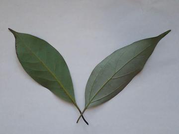 常緑広葉樹の葉2種クイズ レベル＝初心者 - 図鑑.jp