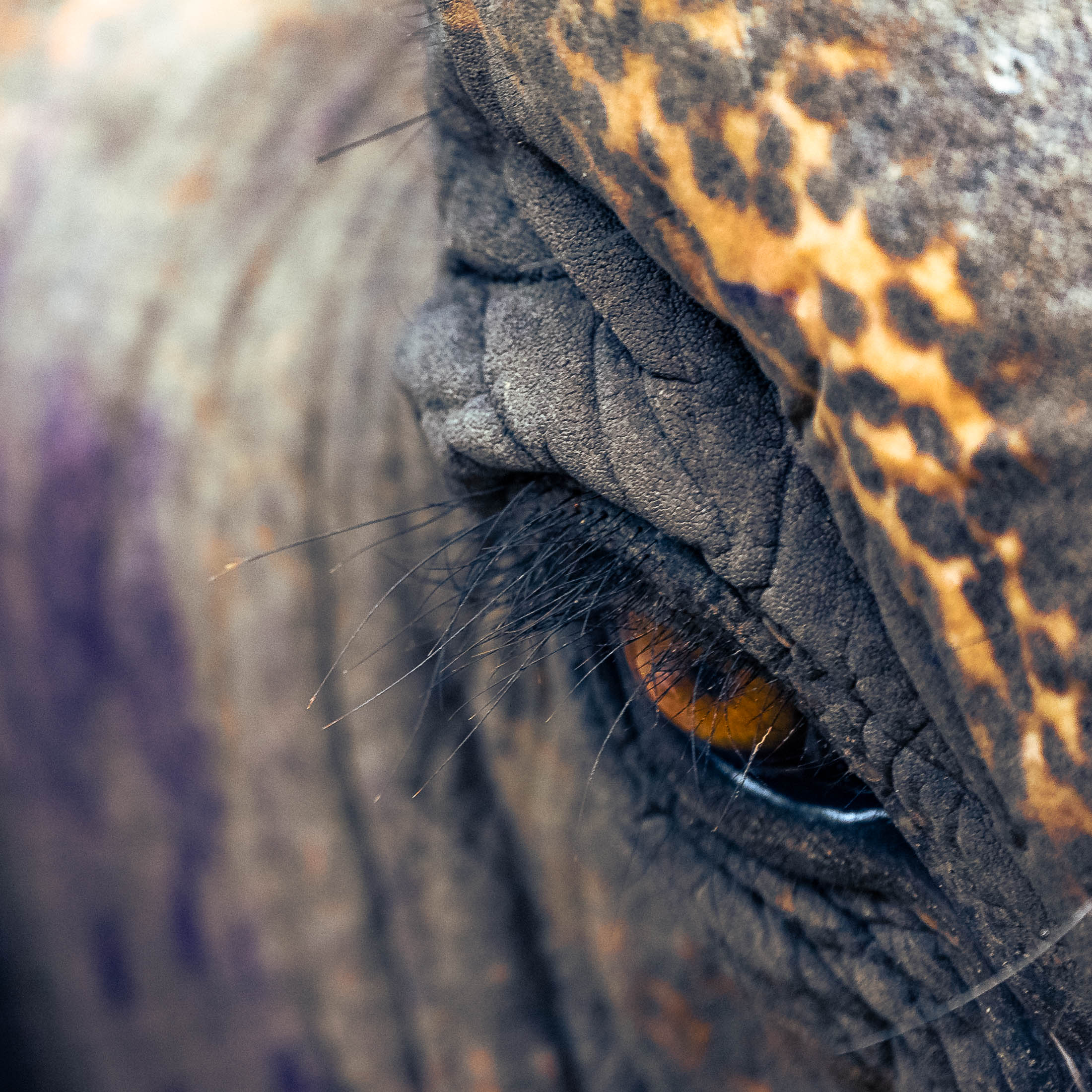 Elephant Eyelash, 400mm : r/photocritique