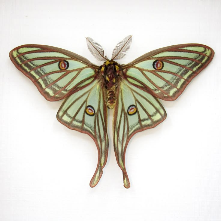 Rare Spanish Moon moth framed - Graellsia isabellae - Victorian mount