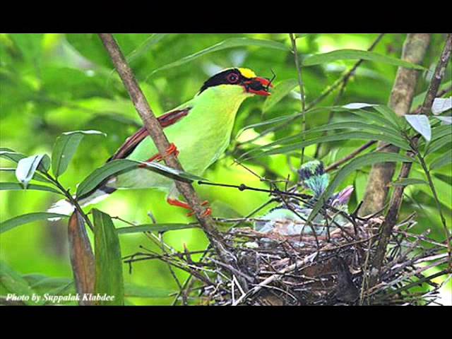 董佩佩- 第二春- Dong Peipei - The Second Spring - YouTube