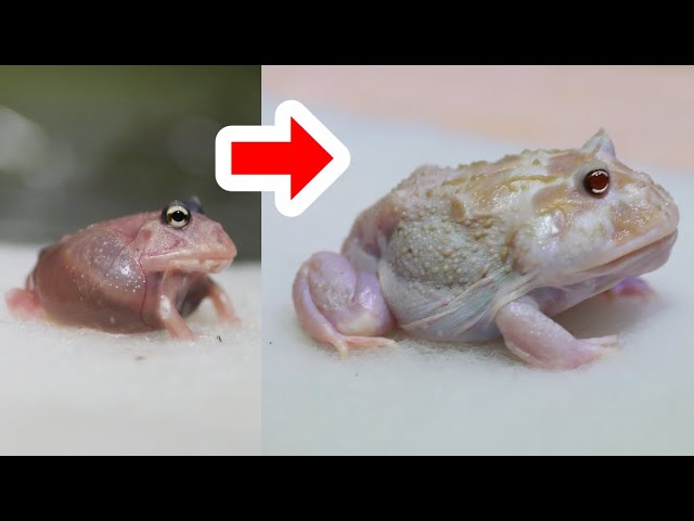 Six months after I started to keep a mutant white frog  - YouTube