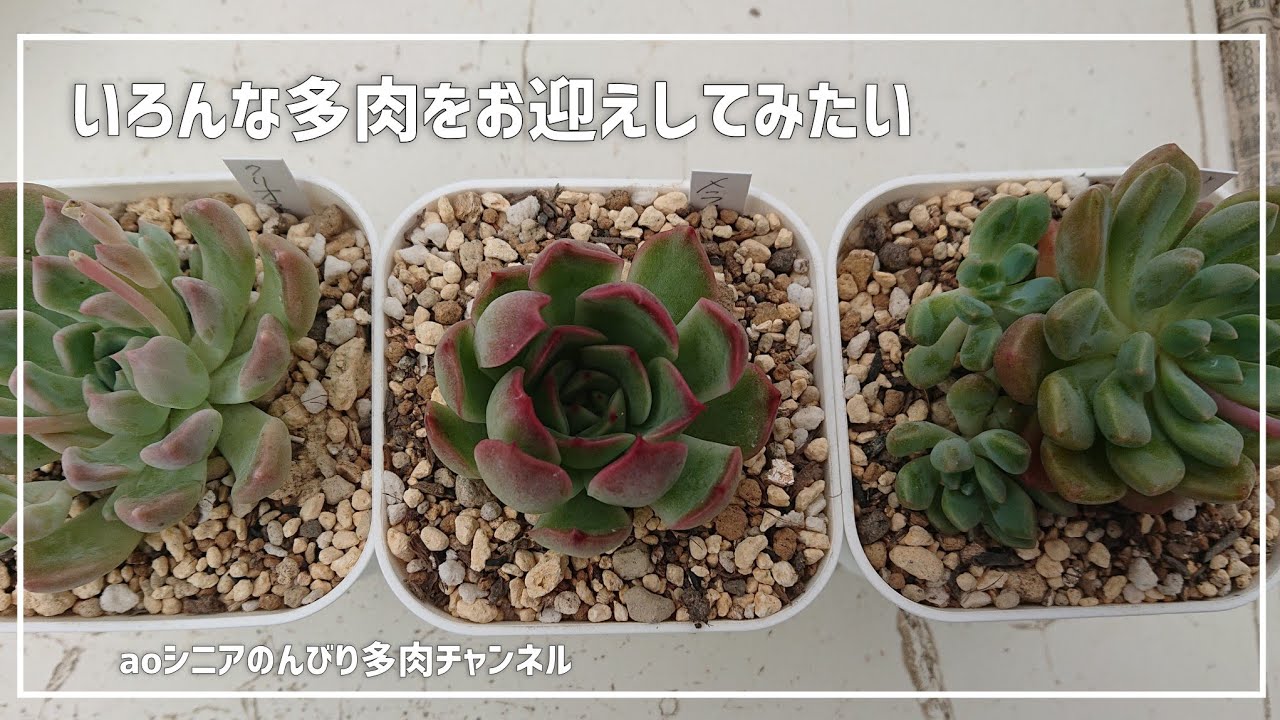 174][多肉植物]メルカリからロウルサンコさん苗お迎えしてみました