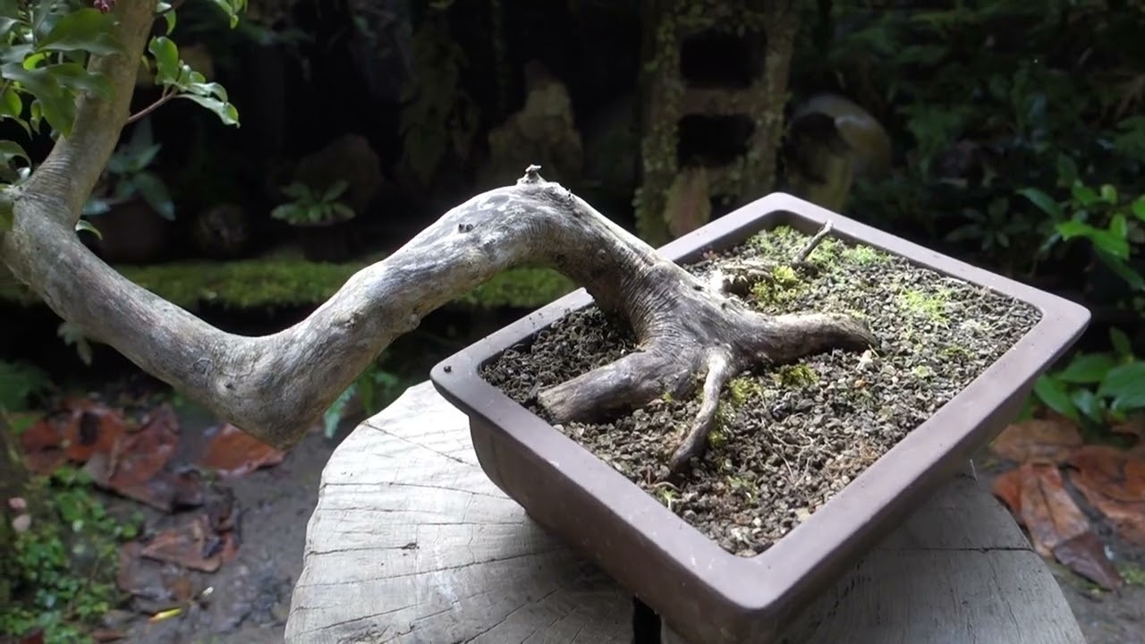 maxresdefault.jpg?sqp=-