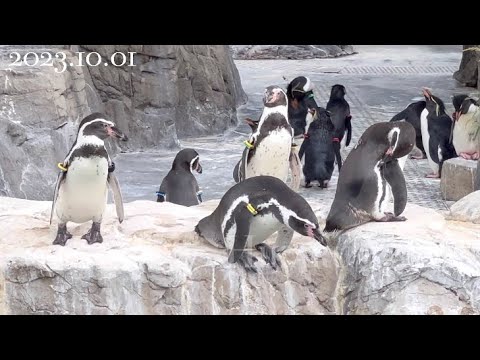 Humboldt Penguin 飛び込みそうで飛び込まないフンボルトペンギン
