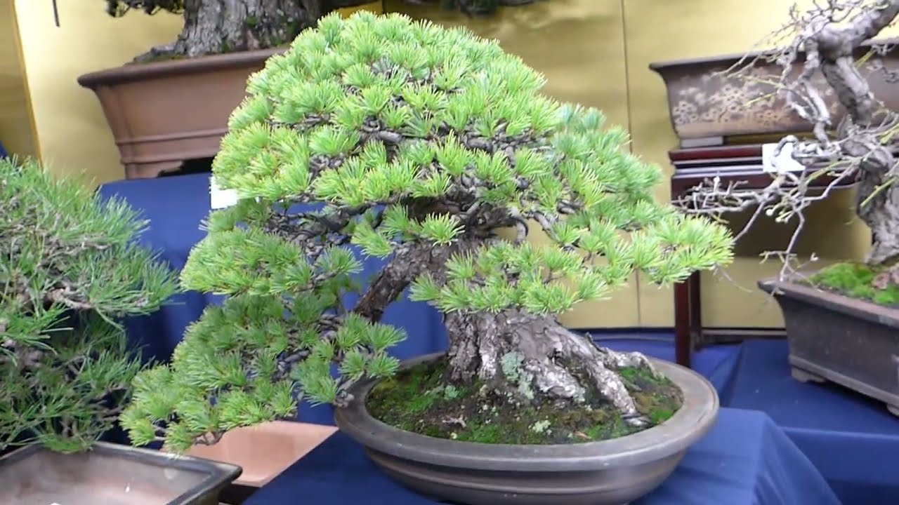 maxresdefault.jpg?sqp=-