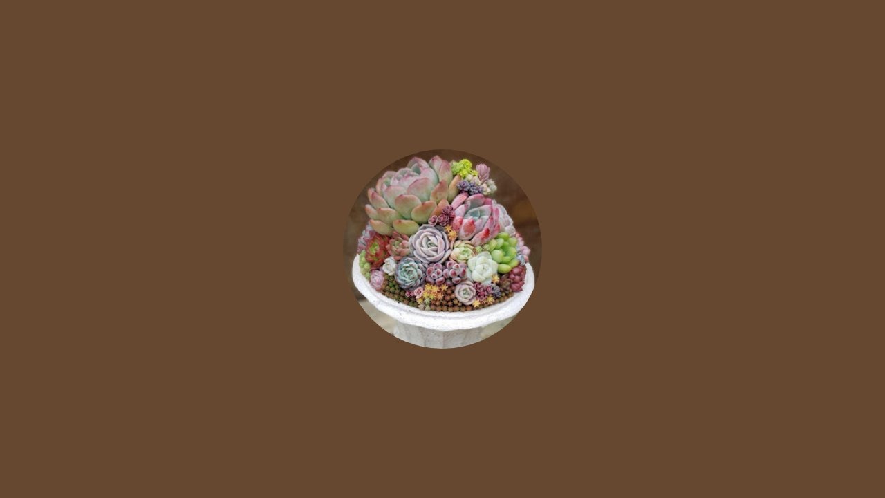 Succulents] Osaka Prefecture Dogwood Hall (Water Hall) Live