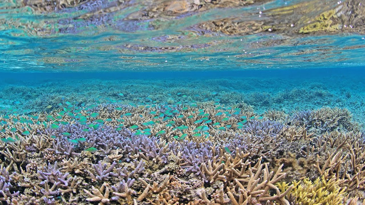 慶良間ブルー専用 世界を魅了するケラマブルーとは？慶良間諸島の魅力