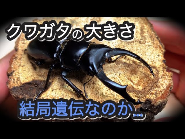 美品 温室クーラー Aー201 クワガタ カブト 美品 温室クーラー Aー201