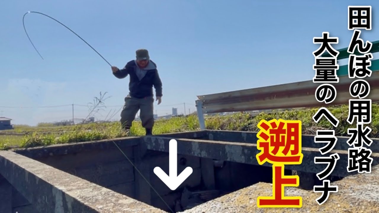 A large number of crucian carp were swimming upstream in the