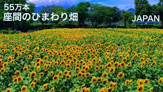 🌻【座間のひまわり】55万本の黄金のひまわり畑 向日葵 ヒマワリ