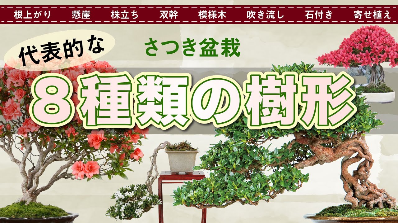 Satsuki Bonsai [8 types of tree shapes] Uprooted, Cascade style