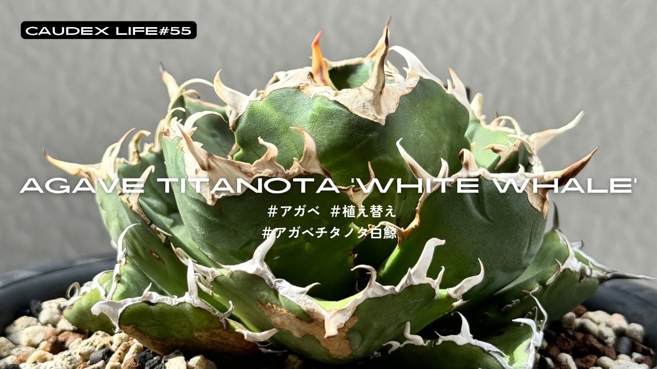 アガベ チタノタ 白鯨】白鯨の約1年の成長!!子株の成長に期待大