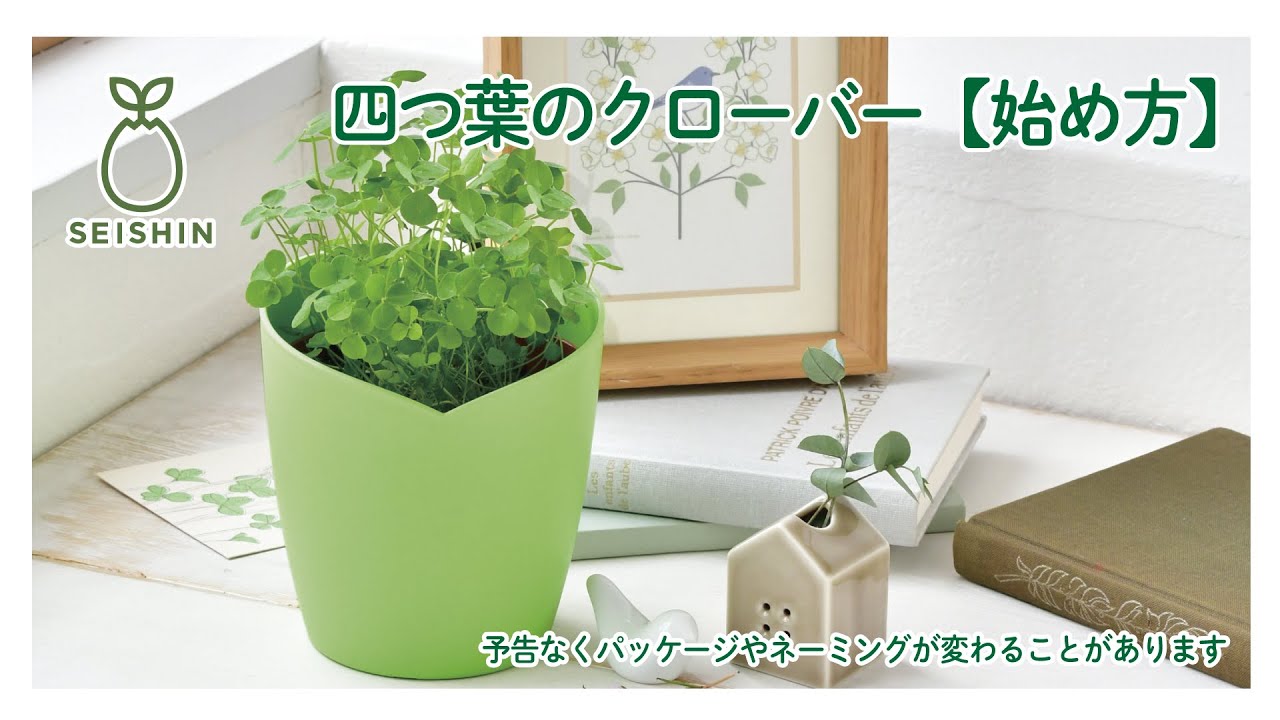 きっとみつかる四つ葉のクローバー栽培キット - 聖新陶芸株式会社