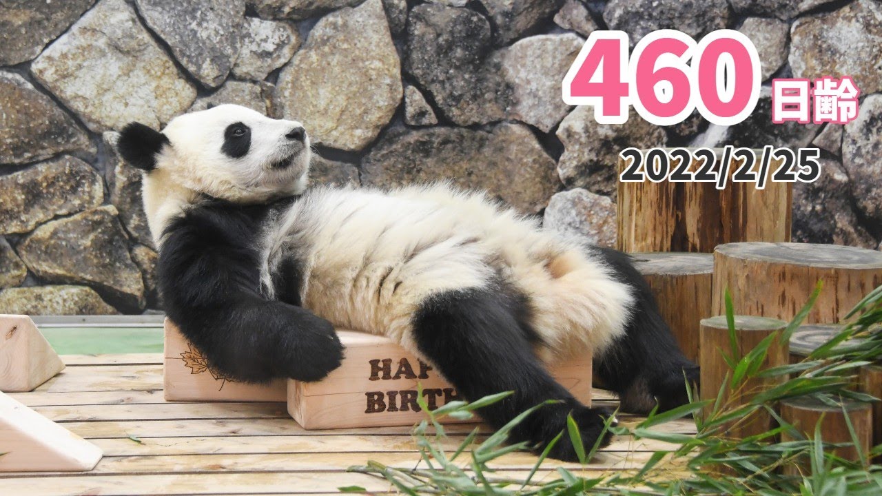 ジャイアントパンダ（楓浜）】遊び方無限大！（460日齢） - YouTube