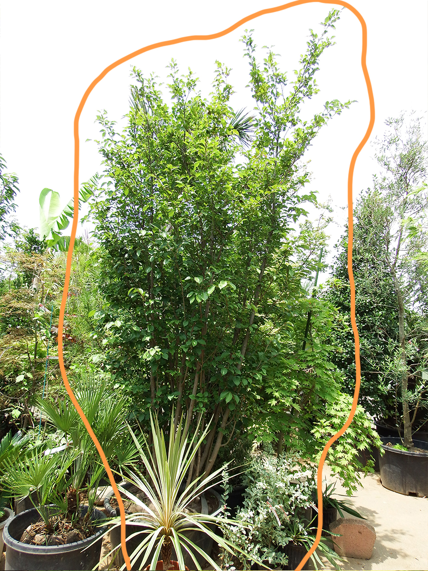 アブラチャン | 緑心造園