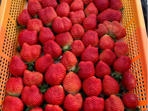 糖度15度オーバー】一万人が虜になった究極の匠の叡智『八女津姫