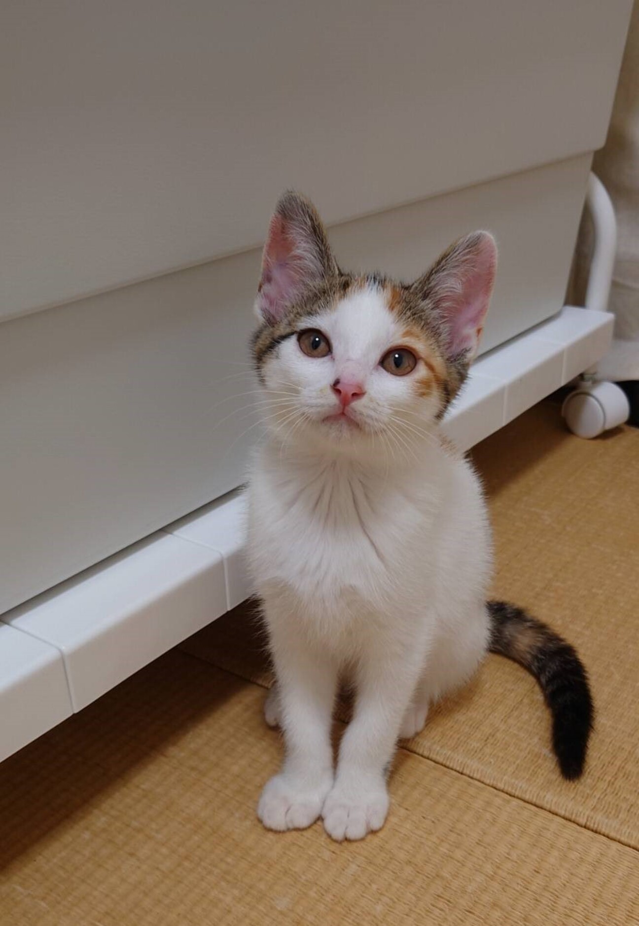 ハチワレ三毛の和風美人さ」千葉県 - 猫の里親募集(493444) 1枚目の