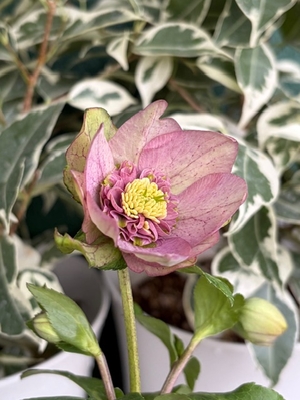 大木ナーサリーさんのクリスマスローズ | グリーンホビー