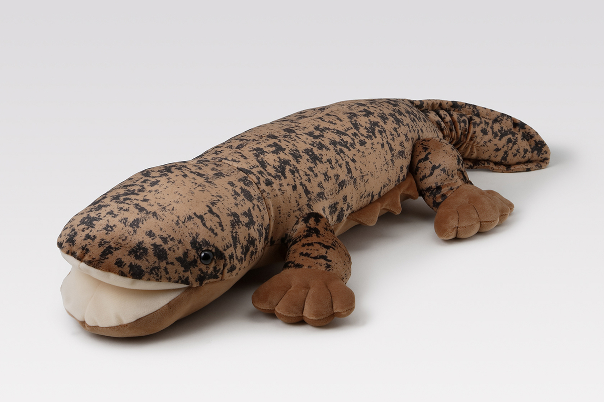 巨大！オオサンショウウオ【Mサイズ】 | 生物園オンラインショップ