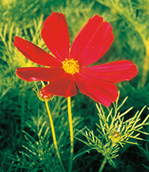 フラワーエッセンス（103種類） | 公式FES Afeej