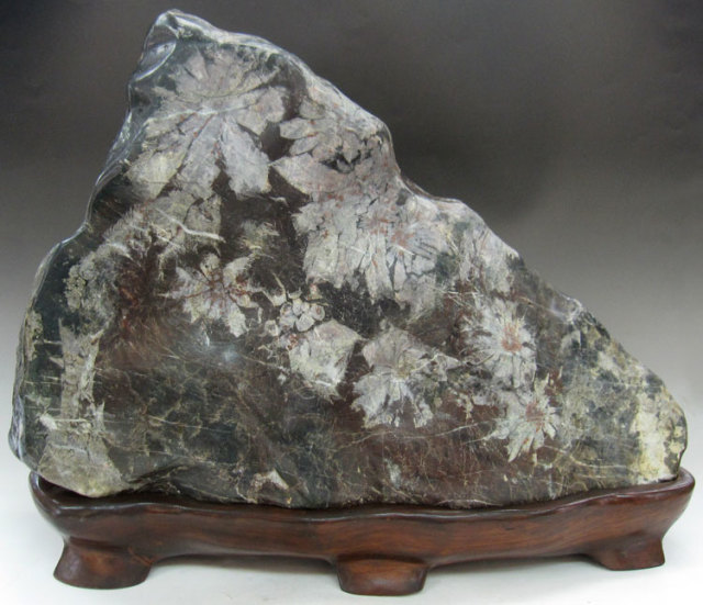 菊花石 販売・通販｜一点物の鑑賞石・庭石・菊紋様の至宝 [現物見学可