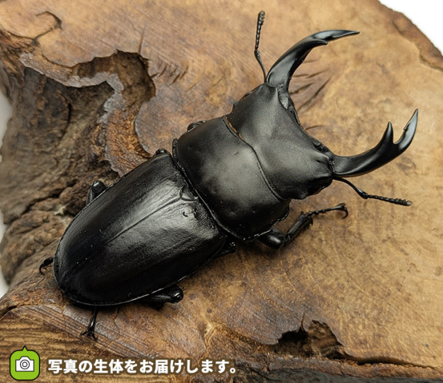 国産オオクワガタ長野県産ペア販売│ビートルファーム