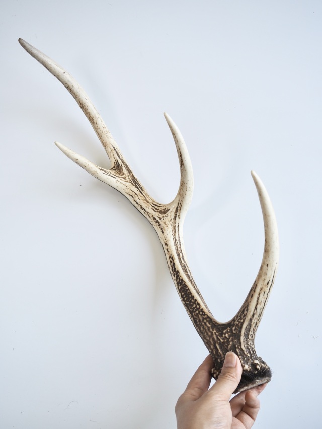 エゾジカの角【40cm前後-おまかせ発送-】鹿の角 En: - Not for