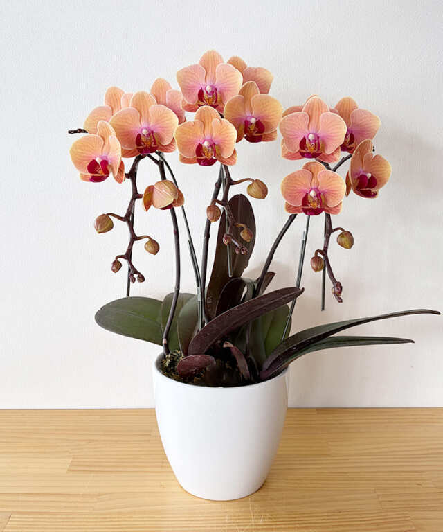 生花 ミニ胡蝶蘭 ブラッドオレンジ3本立 ｜ お祝いギフトなら胡蝶蘭