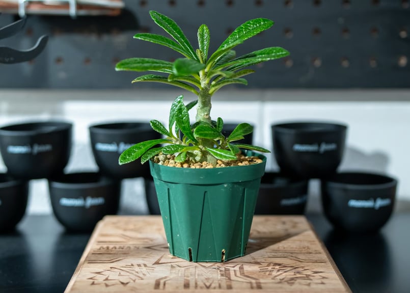 ドルステニア ギガス Dorstenia gigas 沖縄実生 | mana's farm:塊