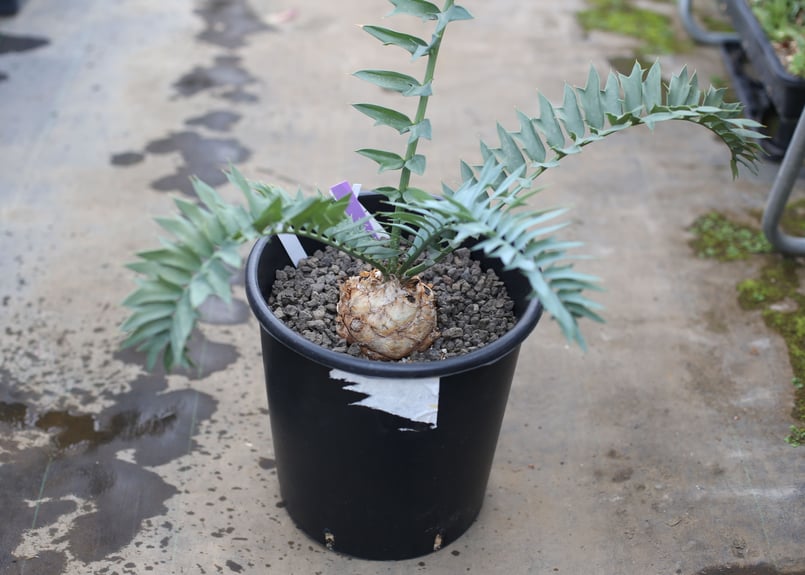 エンセファラルトス アレナリウス | mana's farm:塊根植物・アガベ