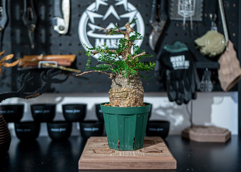 オペルクリカリア パキプス Operculicarya pachypus No.1 | man