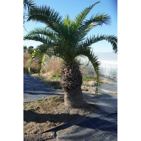 ココスヤシ | STORES