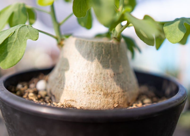 アデニア グラウカ | mana's farm:塊根植物・アガベ・ドライガーデン