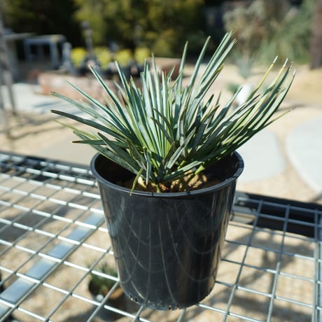 チャメロプス | STORES